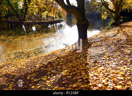 08 November 2018, North Rhine-Westphalia, Düsseldorf: Yellow autumn leaves lie in the back light with bright sunshine on the shore and on the water of the 'Spee`scher Graben' in the Carlstadt district. Photo: Horst Ossinger/dpa Stock Photo
